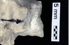 Foto (Detailansicht) von Nodoprosopon sp. (NHMW-GEO-1990-0041-0341)